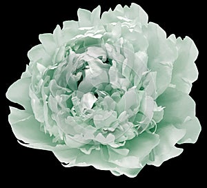 Green  peony flower  on black  solated background with clipping path. Closeup. For design.