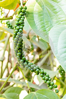 Green peper on tree