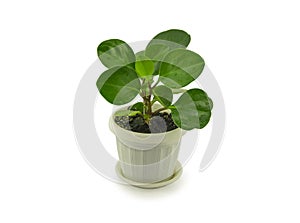 Green peperomia isolated on white background. For