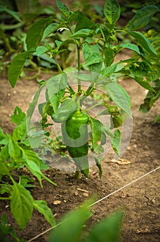 Green Pepers/pimiento Personal Garden