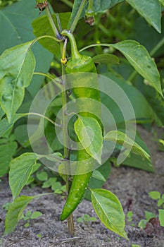 Green pepper