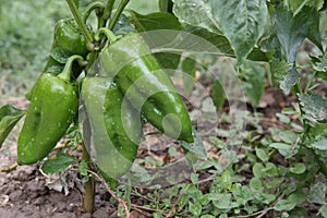 Green pepper