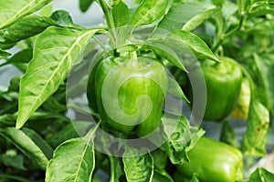 Green pepper or bell pepper on plant