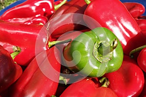 Green pepper in bunch of red