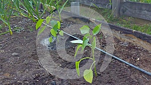 A green pepper bush growing in a garden bed, in spring, after watered