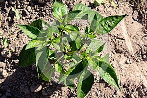 Green pepper bushes growing in the garden