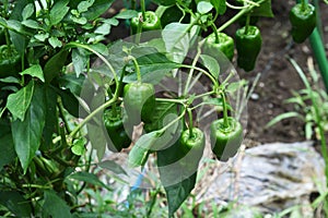 Green pepper cultivation in the vegetable garden.