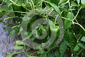 Green pepper cultivation in the vegetable garden.