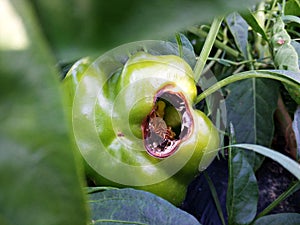 Green pepper with disease