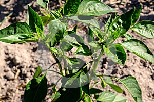 Green pepper growing in the gard