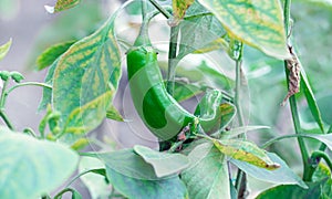 Green pepper grows in greenhouse