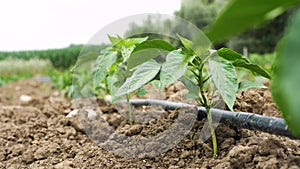 Green pepper harvesting, healthy, diet food. Organic eco vegetables harvest. Close up