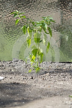 Green pepper plant