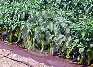 Green pepper plant