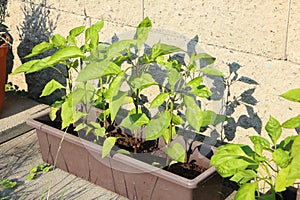 Green pepper plant in flower box with stone wall in background