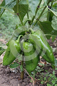 Green pepper