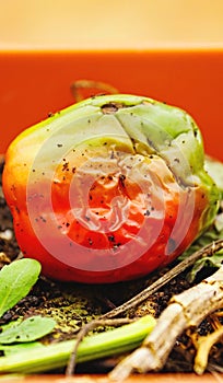 Green pepper in the process of rotting