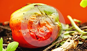 Green pepper in the process of rotting