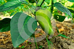 Green pepper ripens on a pepper bush