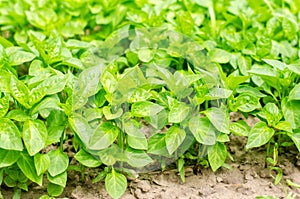 Green pepper seedlings in the greenhouse, ready for transplant in the field, farming, agriculture, vegetables, eco-friendly agricu