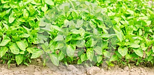 green pepper seedlings in the greenhouse, ready for transplant in the field, farming, agriculture, vegetables, eco-friendly