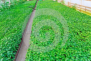 Green pepper seedlings. Pile of seedlings. Organic vegetable seedlings.