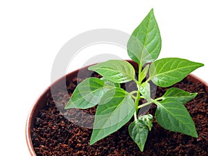 Green pepper sprout in the pot