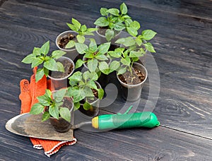 Green pepper sprouts