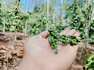 Authenticity of Green Peppercorns in Their Habitat photo
