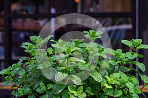 Green peppermint leaves