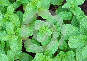 Green peppermint leaves