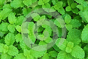 Green peppermint leaves
