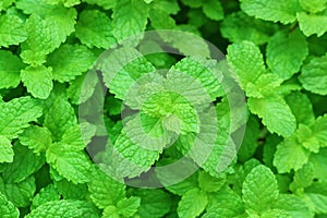 Green peppermint leaves