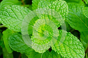 Green peppermint leaves