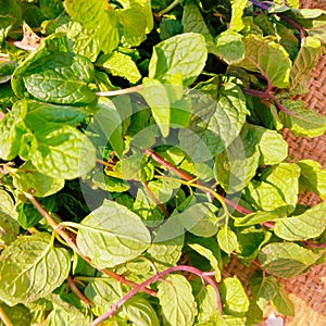 Green peppermint mint leaves aromatic flavoring spice food ingredient pudina menta herb menthe poivree hortela-pimenta photo photo