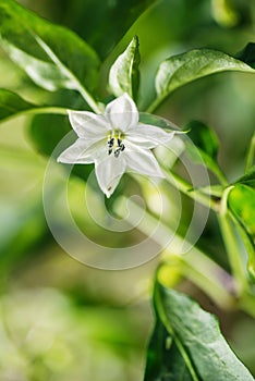 Green pepperoni flower growing in vegetable garden, chili peppers blooming