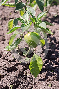 Green peppers growing in garden