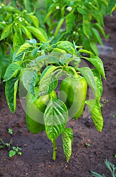 Green peppers growing in the garden