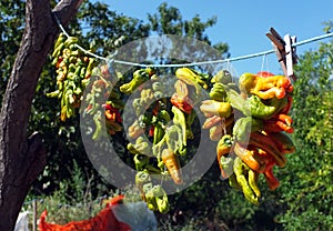 Green peppers hanged on a cord outside to sundry