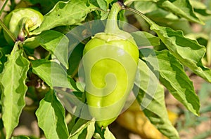 Green peppers  in the vegetable garden