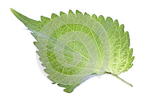 Green Perilla Leaf Isolated