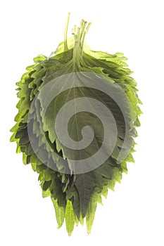 Green Perilla Leaves Isolated