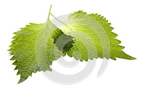 Green Perilla Leaves Isolated