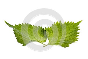 Green Perilla Leaves Isolated
