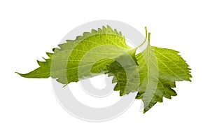 Green Perilla Leaves Isolated