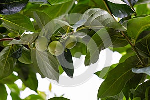 Green persimons on the tree