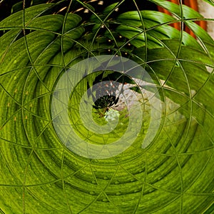 Green Pet Cat Eyes Abstract Art