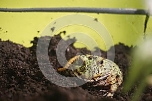 Green pet frog pacmanfrog.