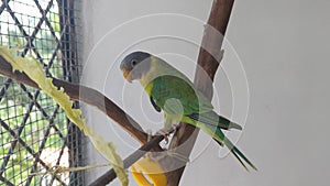 green pet plum headed parakeet bird inside its steel cage