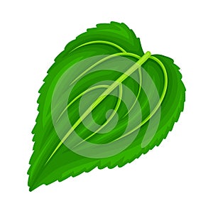 Green Petiolate Heart-shaped Sunflower Leaf with Fibers Vector Illustration